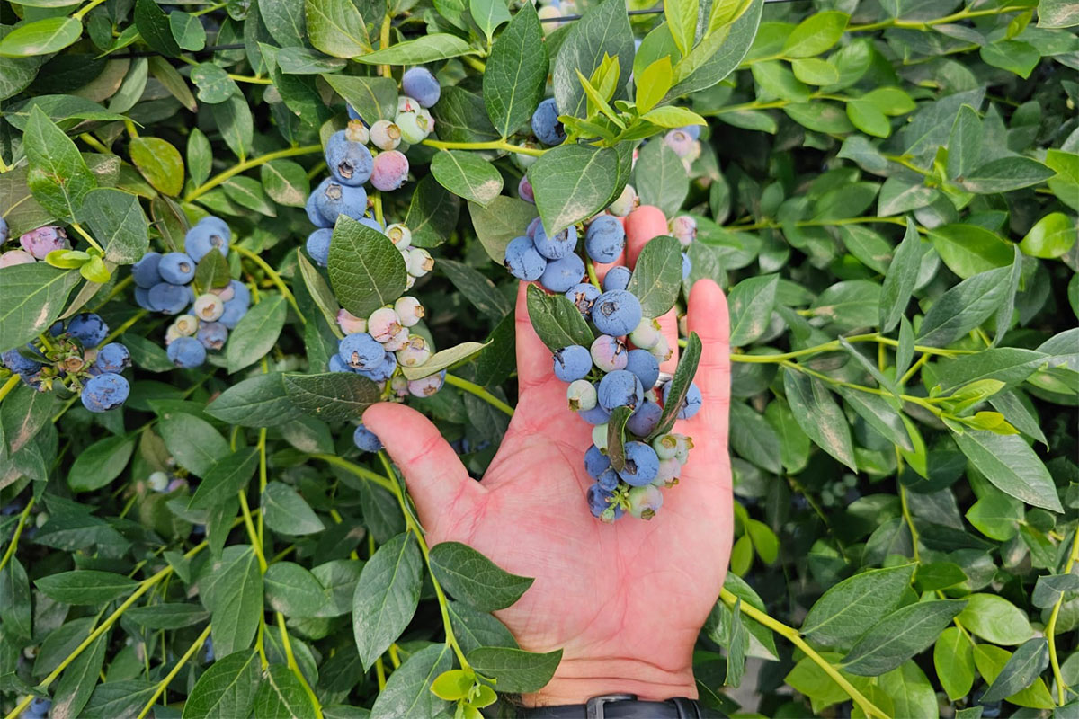 South Africa’s blueberry growers face rising global pressure