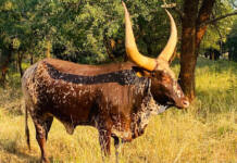 Kilima Horned Heritage Programme: genetics, patience, and the long game