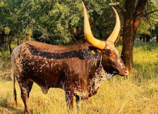 Kilima Horned Heritage Programme: genetics, patience, and the long game