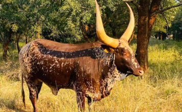 Kilima Horned Heritage Programme: genetics, patience, and the long game