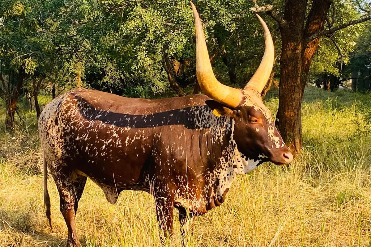 Kilima Horned Heritage Programme: genetics, patience, and the long game