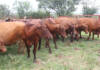 Beware of excessive inbreeding during livestock production