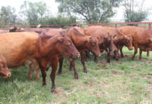 Beware of excessive inbreeding during livestock production