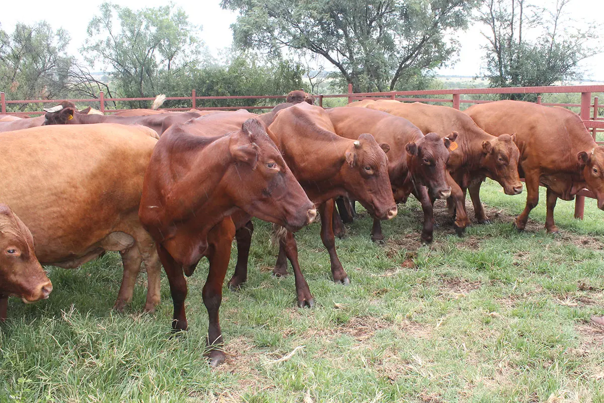 Beware of excessive inbreeding during livestock production