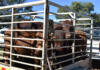 Foot-and-mouth outbreak in Oudtshoorn triggers strict containment measures