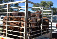 Foot-and-mouth outbreak in Oudtshoorn triggers strict containment measures