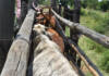 Botswana probes FMD extortion threat as outbreak spreads