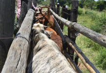 Botswana probes FMD extortion threat as outbreak spreads