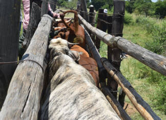 Botswana probes FMD extortion threat as outbreak spreads