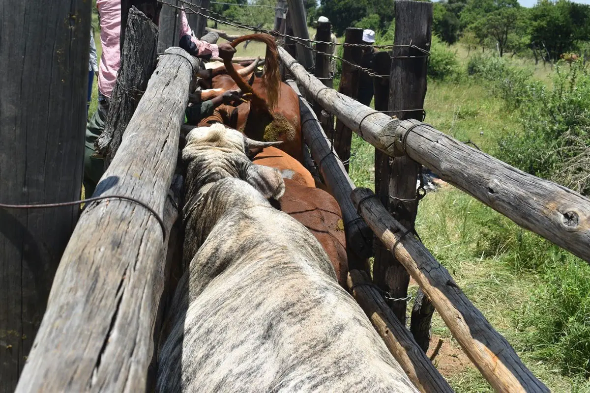 Botswana probes FMD extortion threat as outbreak spreads