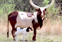 Ankole cattle carve out a high-value niche in South Africa