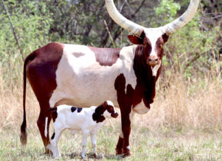 Ankole cattle carve out a high-value niche in South Africa