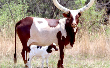 Ankole cattle carve out a high-value niche in South Africa