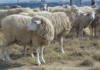 Foot rot in sheep: managing the disease in wet conditions