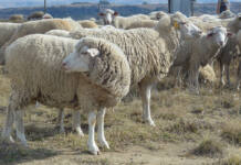 Foot rot in sheep: managing the disease in wet conditions