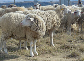 Foot rot in sheep: managing the disease in wet conditions
