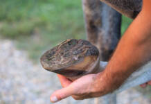 Horse hoof care in wet weather