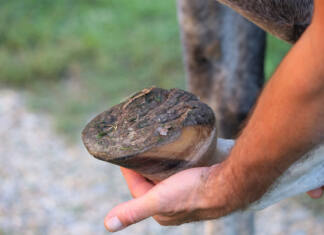 Horse hoof care in wet weather