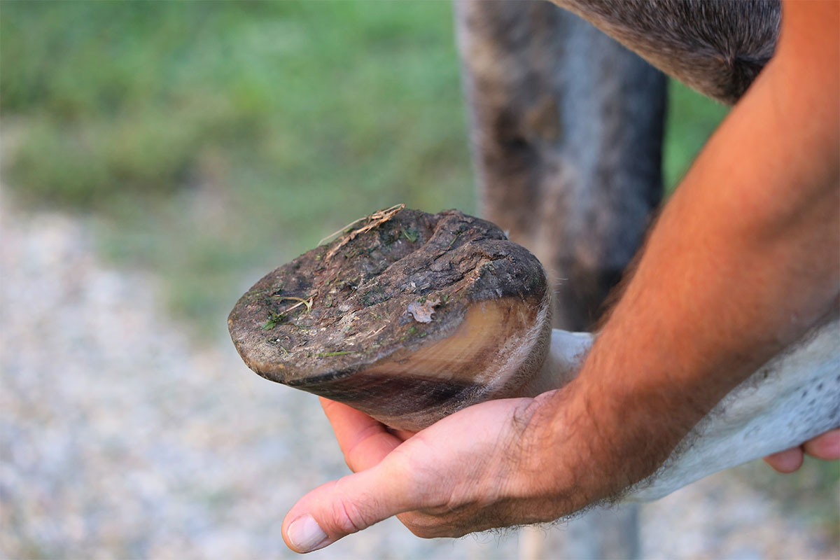Horse hoof care in wet weather