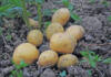 Potatoes: a key South African industry under pressure