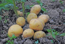 Potatoes: a key South African industry under pressure