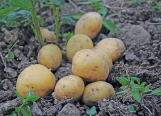Potatoes: a key South African industry under pressure