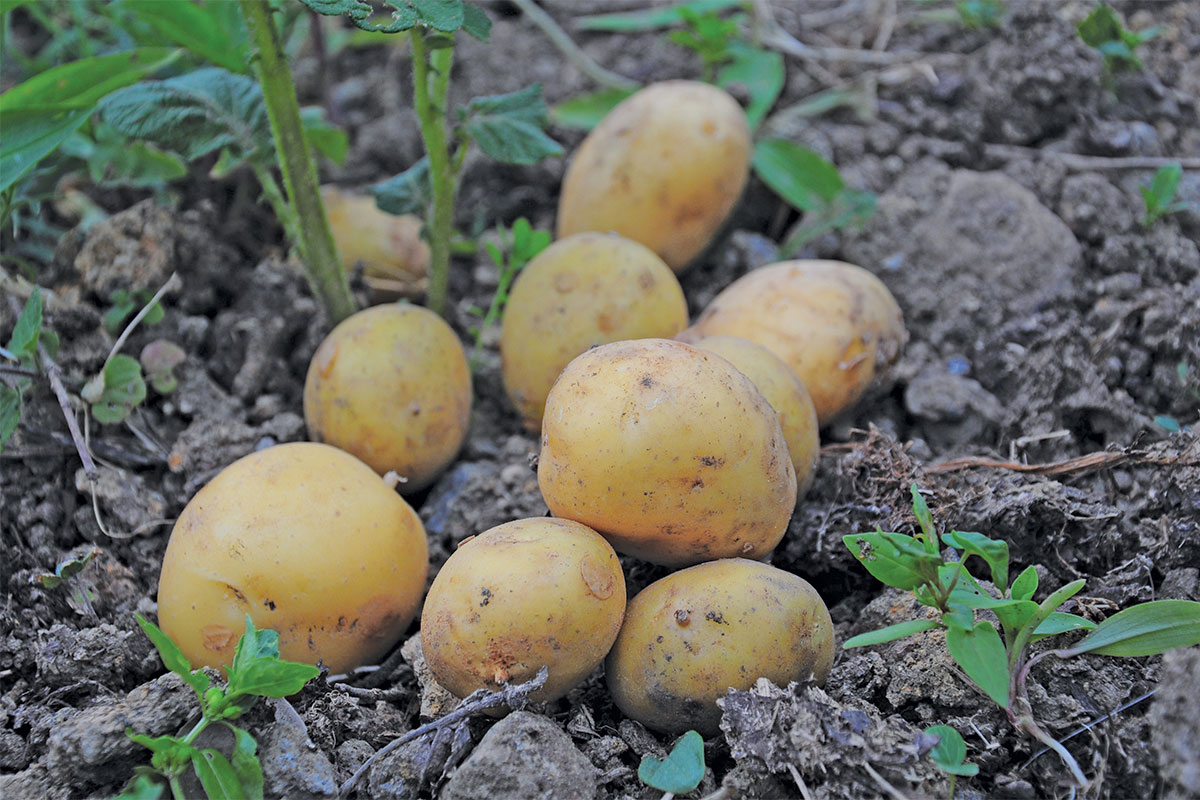 Potatoes: a key South African industry under pressure