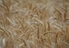 Cost pressures and global supply weigh on SA wheat industry