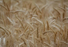 Cost pressures and global supply weigh on SA wheat industry