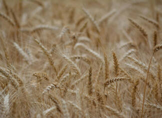 Cost pressures and global supply weigh on SA wheat industry