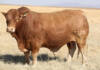 Beefmaster traits ensure NGB Stud is highly efficient and profitable