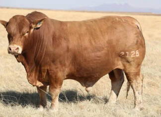 Beefmaster traits ensure NGB Stud is highly efficient and profitable