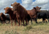 A revolution in cattle breeding