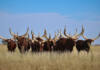 Big horns, bold ambitions: a North West farmer’s Ankole vision