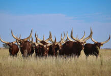 Big horns, bold ambitions: a North West farmer’s Ankole vision