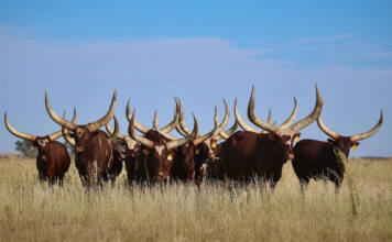 Big horns, bold ambitions: a North West farmer’s Ankole vision