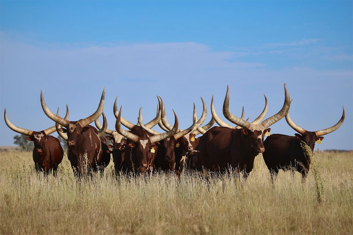 Big horns, bold ambitions: a North West farmer’s Ankole vision