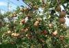 Testing before planting: why on-farm trials matter for new pome fruit cultivars