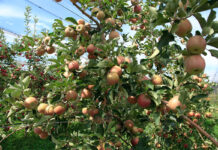 Testing before planting: why on-farm trials matter for new pome fruit cultivars