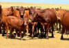 Agribusiness confidence declines despite favourable production season