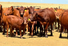 Agribusiness confidence declines despite favourable production season
