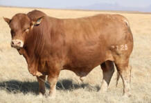 Beefmaster traits ensure NGB Stud is highly efficient and profitable
