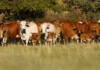 Boran set to take red meat production in SA to the next level