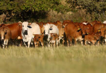 Boran set to take red meat production in SA to the next level