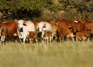 Boran set to take red meat production in SA to the next level