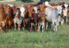 Charlize Meintjes takes the reins at Sterkfontein Boran