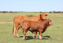 How Bos Blanco built a Beefmaster powerhouse