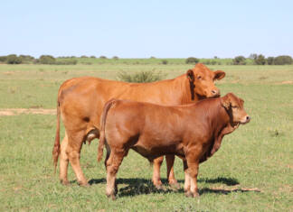 How Bos Blanco built a Beefmaster powerhouse