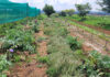 Diversity and direct marketing drive a small farm’s success