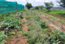 Diversity and direct marketing drive a small farm’s success
